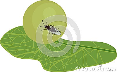 Oak apple gall on green oak leaf Vector Illustration